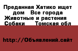 Преданная Хатико ищет дом - Все города Животные и растения » Собаки   . Томская обл.